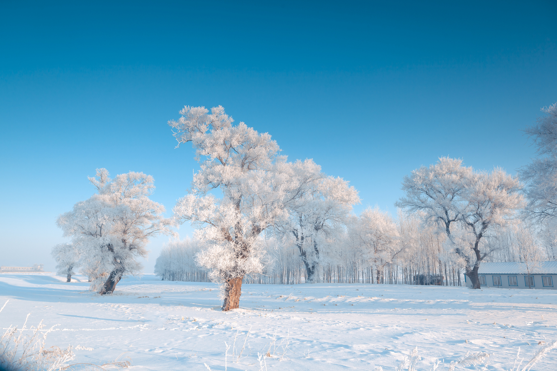 库尔滨雾凇:黑龙江库尔滨的雾凇是中国四大自然奇观之一,冬季时这里