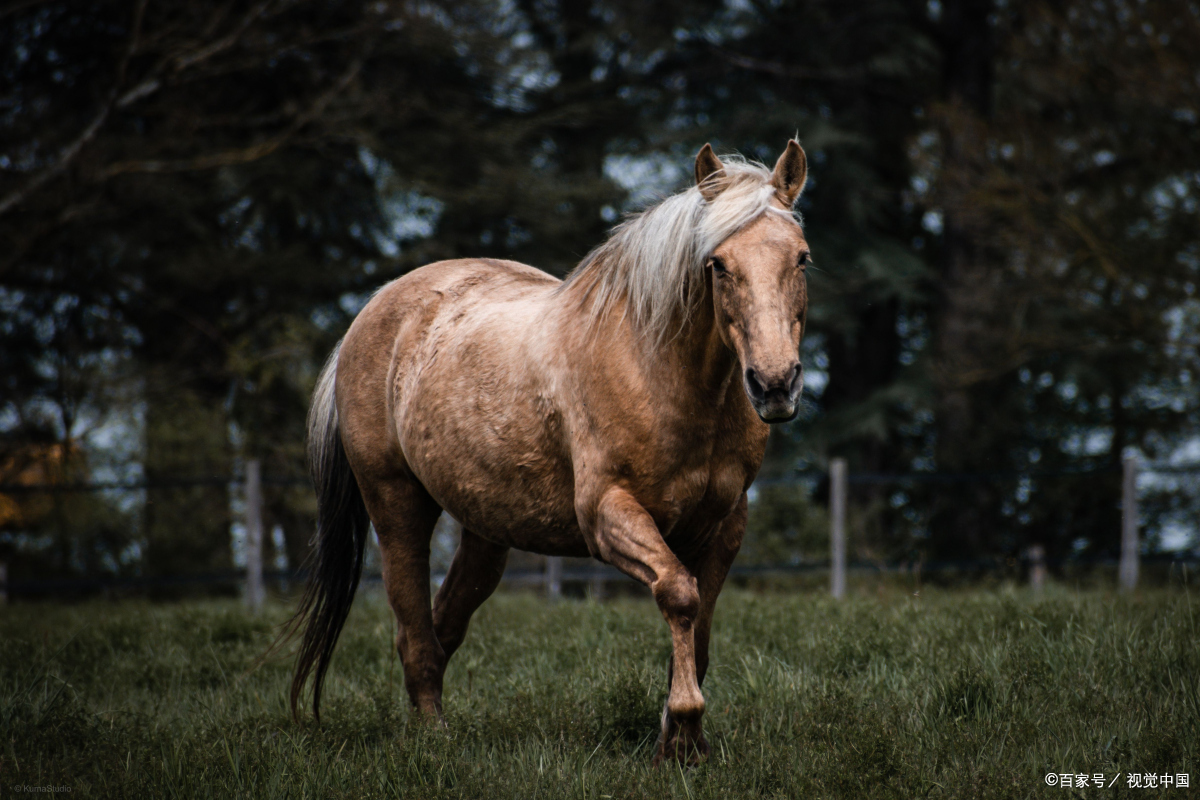 如何给马喂食?这些方法让你的马健康又快乐!