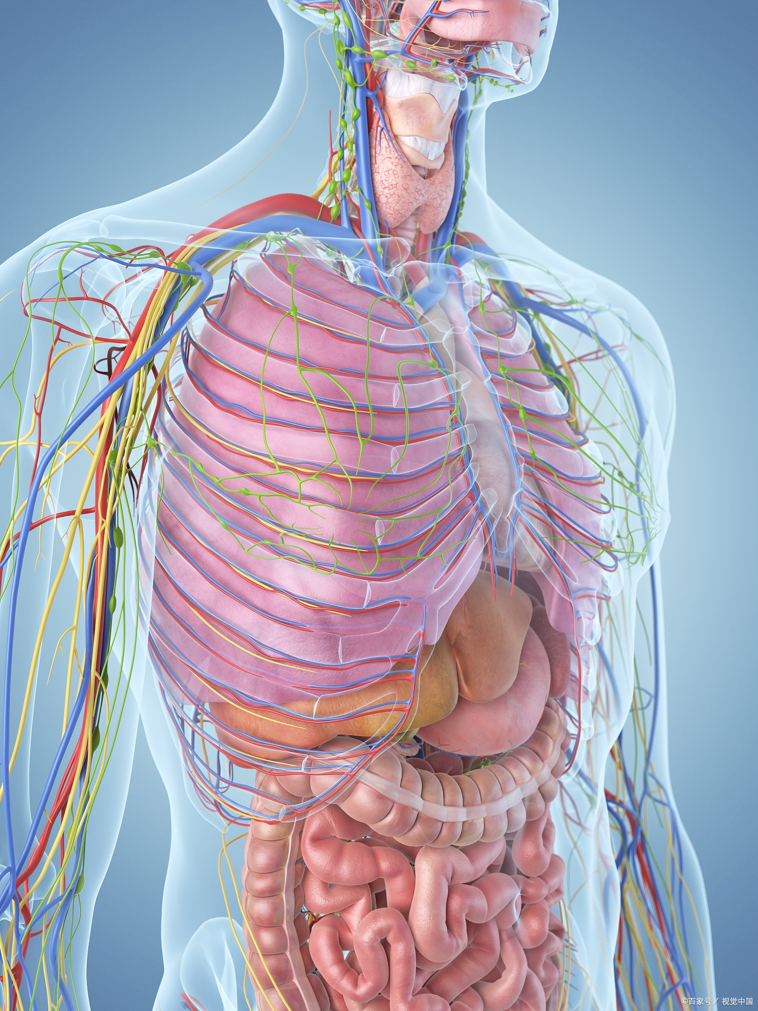 人体内脏分布图人体脏器图人体五脏分布图内脏分布图人体内脏结构图