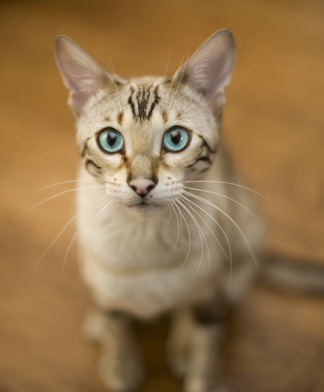 孟加拉猫,你听说过吗?