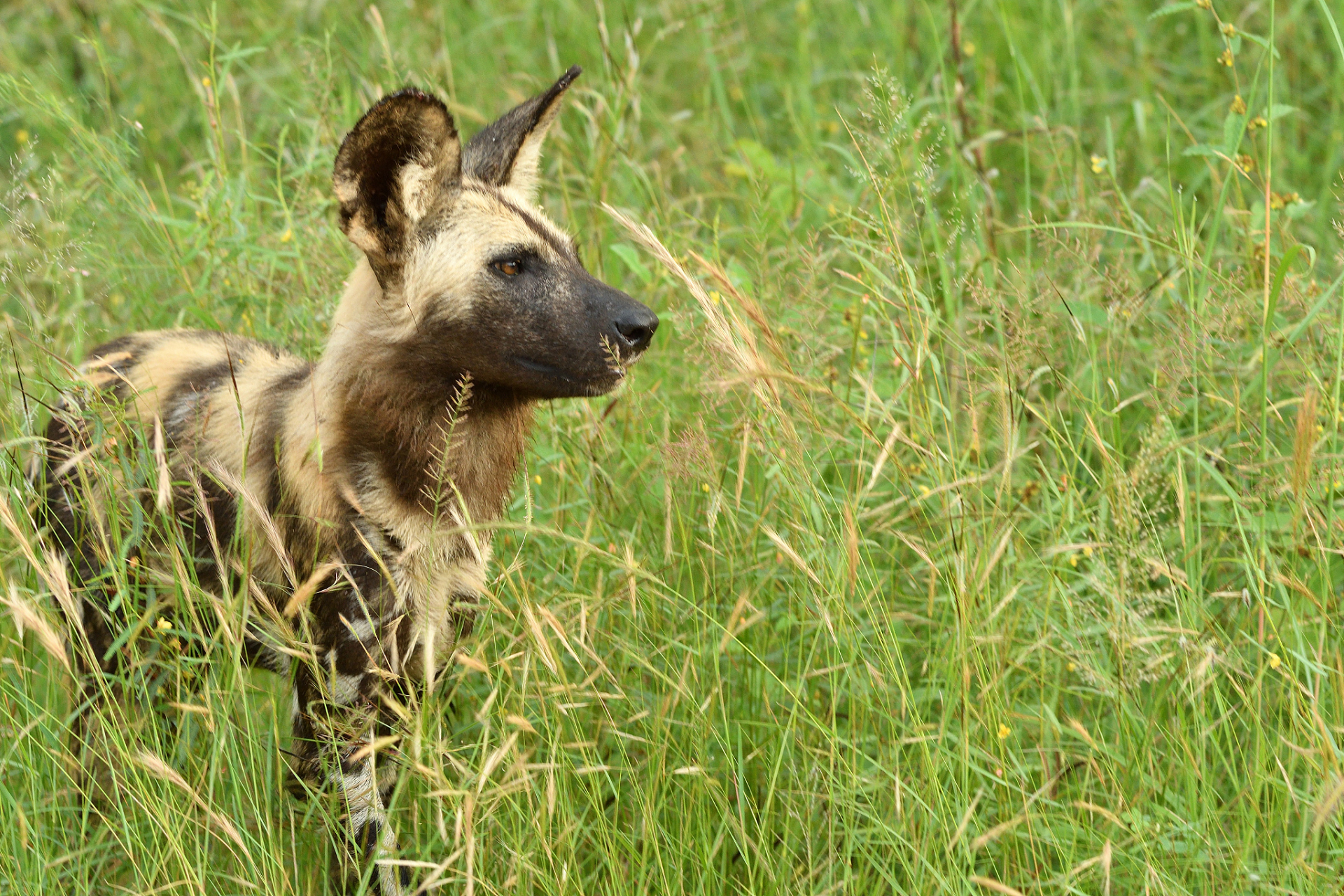 成年非洲野狗和成年比特犬都是具有强烈战斗力的动物,但它们的战斗力