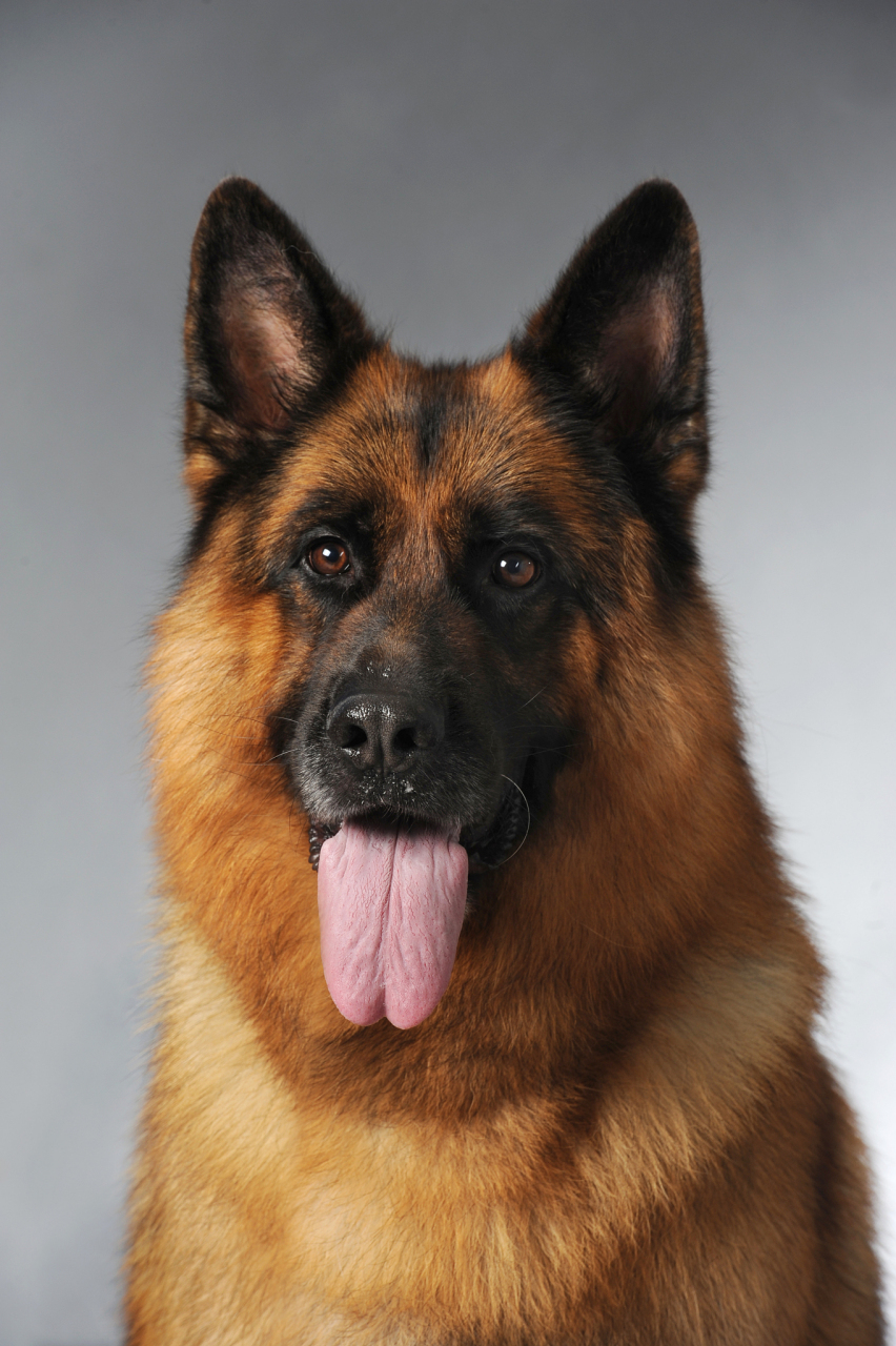 东德牧羊犬,聪明,忠诚又适应力超强!是工作好帮手还是家庭暖心小伙伴?