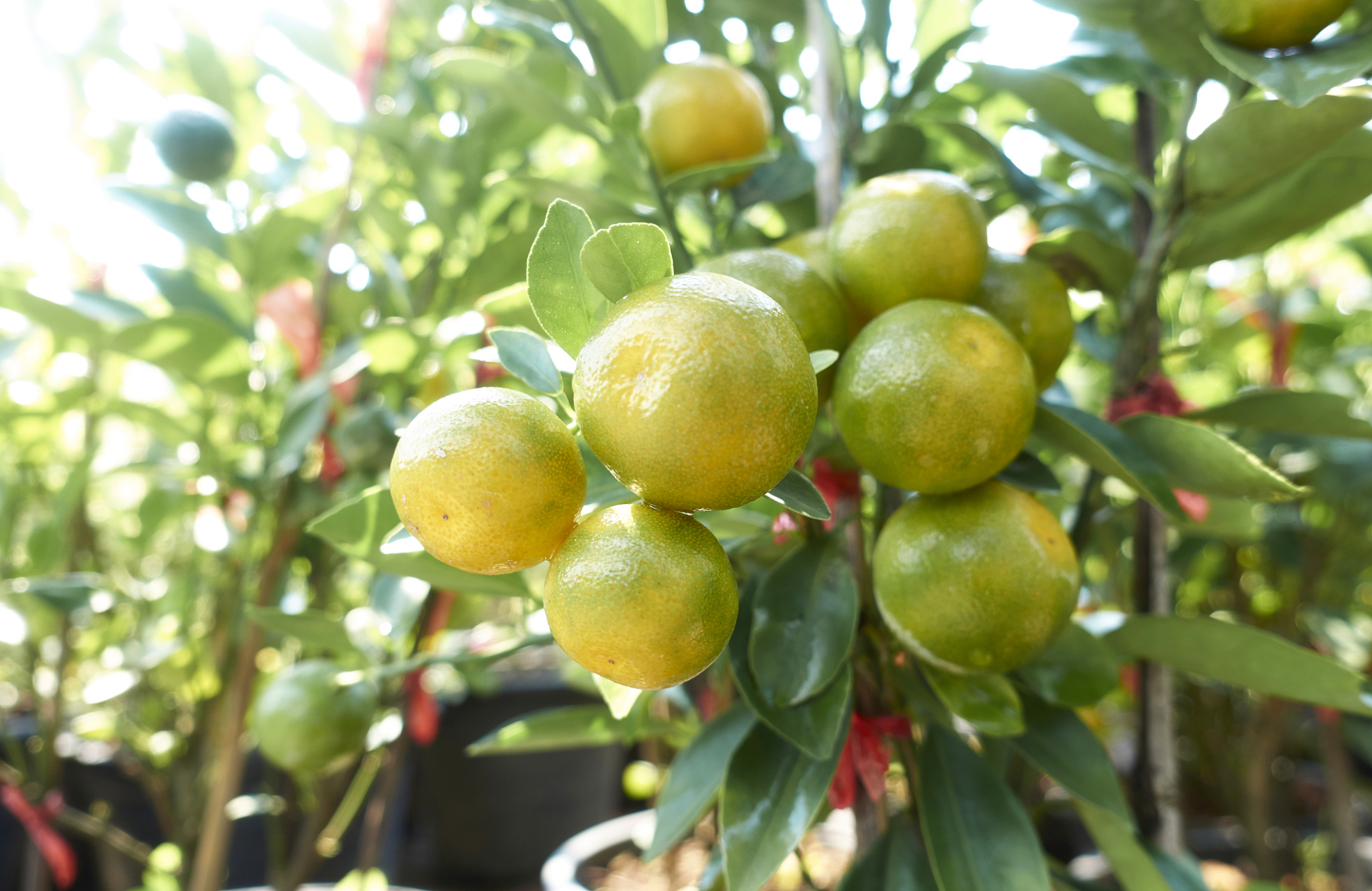 不,这是"橘化为枳"的典故!