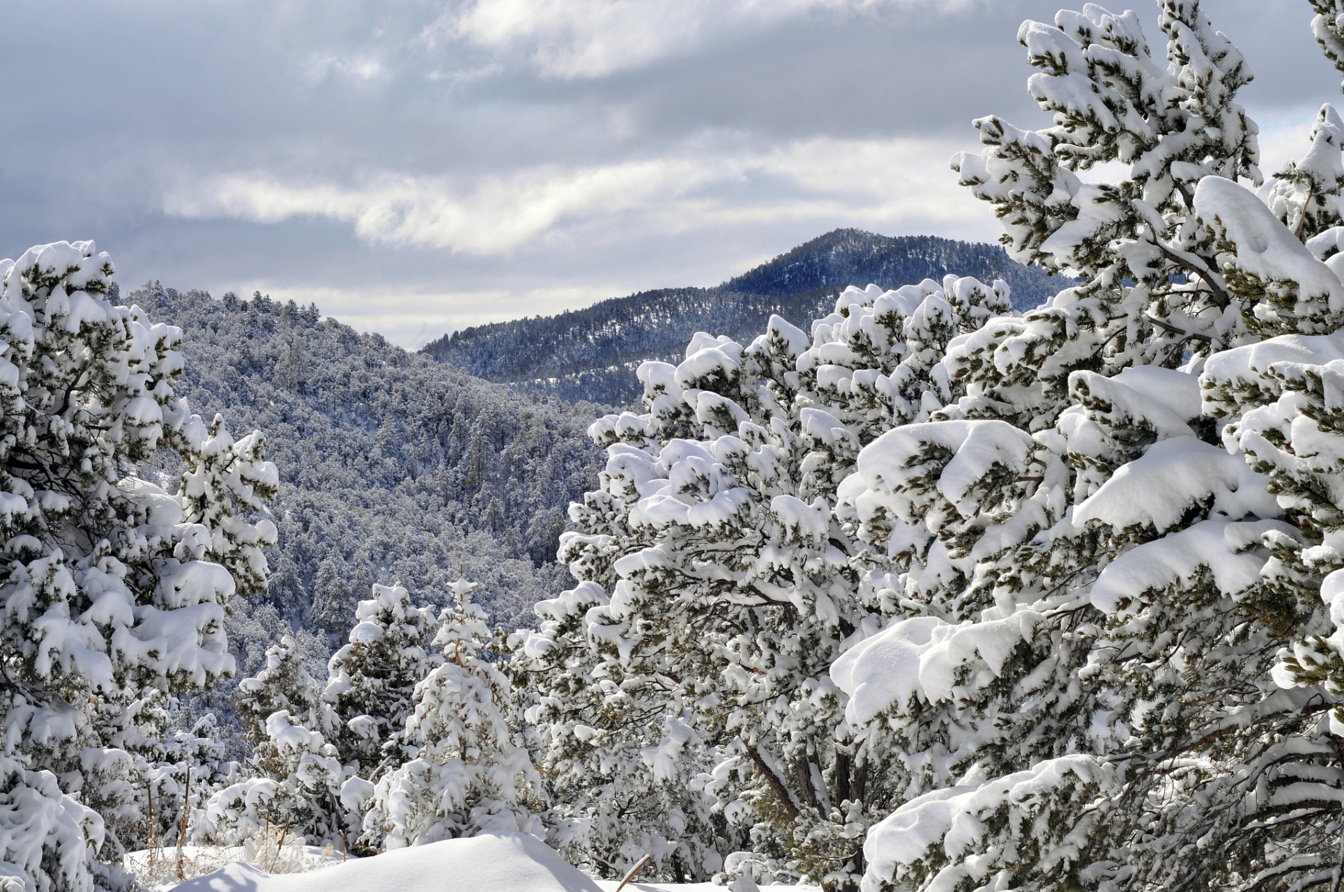 山城冬日碎片记# 重庆金佛山:当冬日的寒风穿越山野,当城市的喧嚣渐