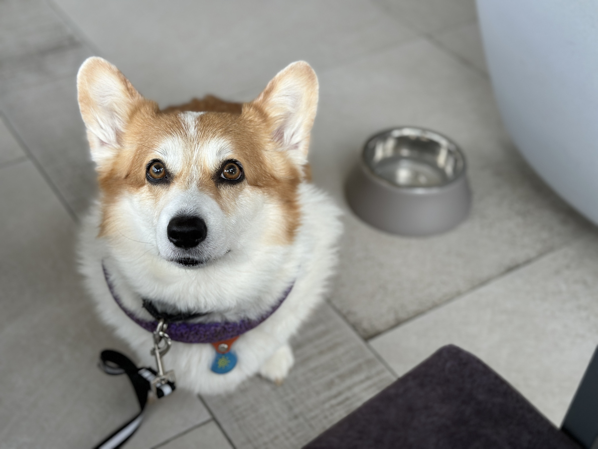 柯基犬如厕小达人 轻松掌握柯基犬大小便训练秘诀