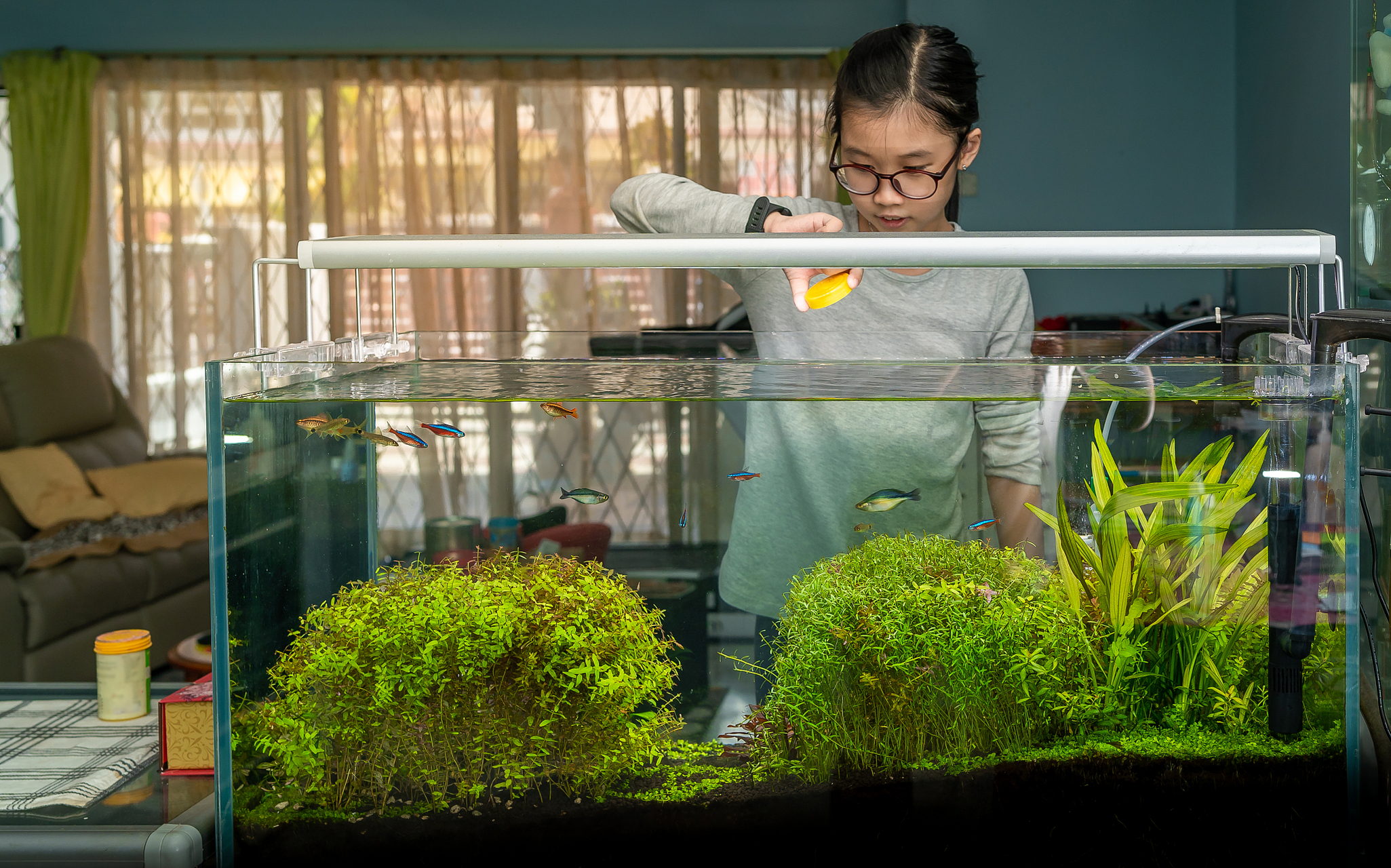 笔记创作营#鱼缸水草长绿毛怎么办,去除绿色藻类,建立缸内生态平 