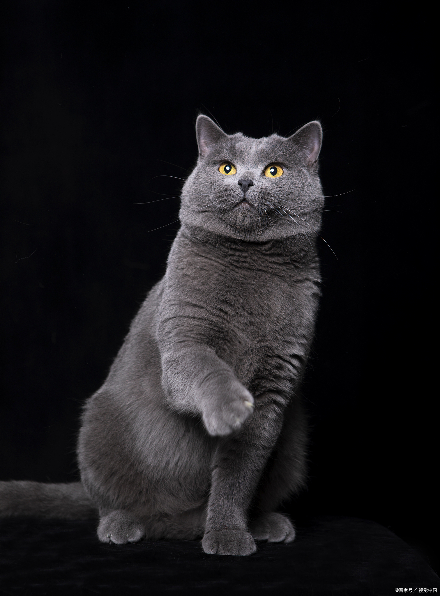 英国短毛猫中的蓝猫是灰色的为什么叫蓝猫