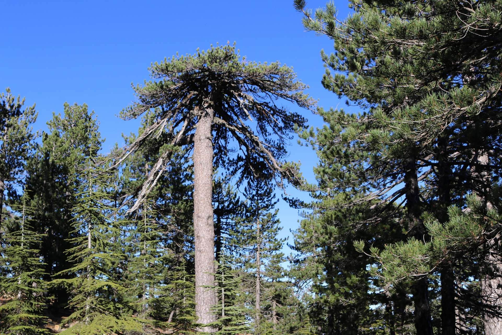 长白松被称为"美人松",因其树形优美,叶子长寿且与长白山地区的历史
