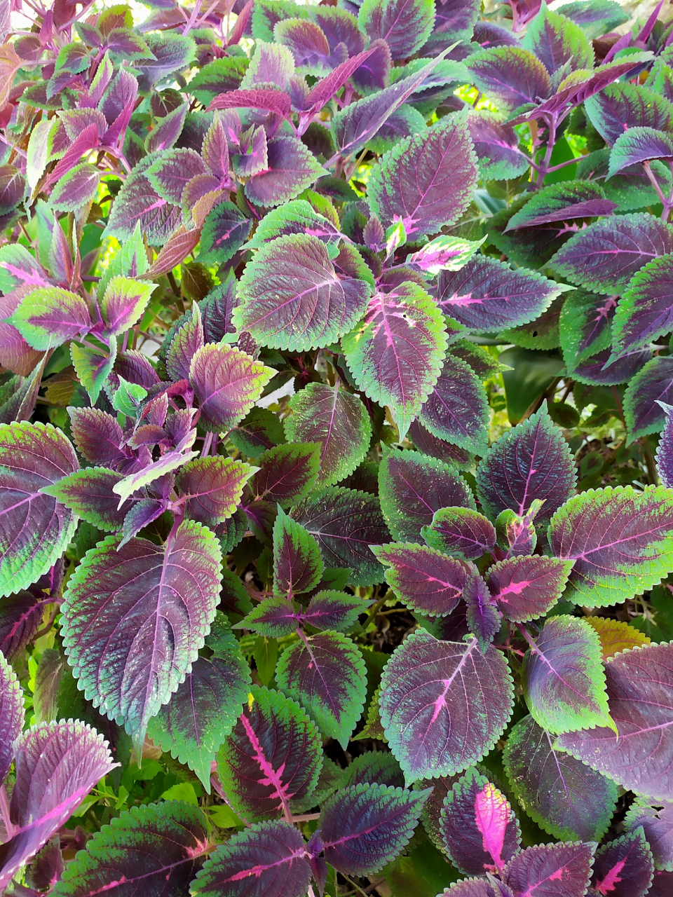 功效与主治: 紫苏具有解表散寒,行气宽中,安胎,解鱼蟹毒的功效.