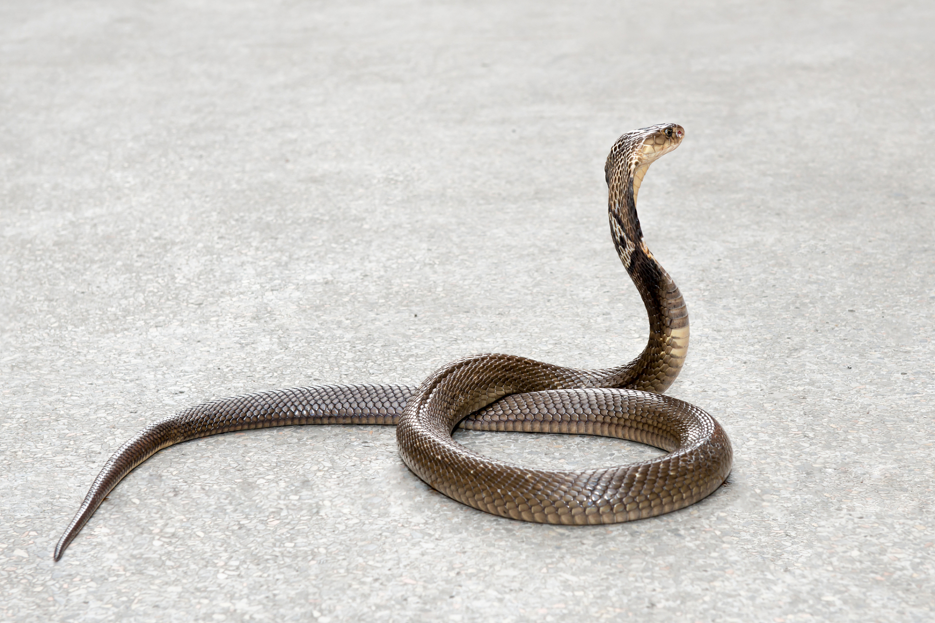 眼镜蛇  眼镜蛇,作为一种广为人知的毒蛇,凭借其独特的外形和危险的