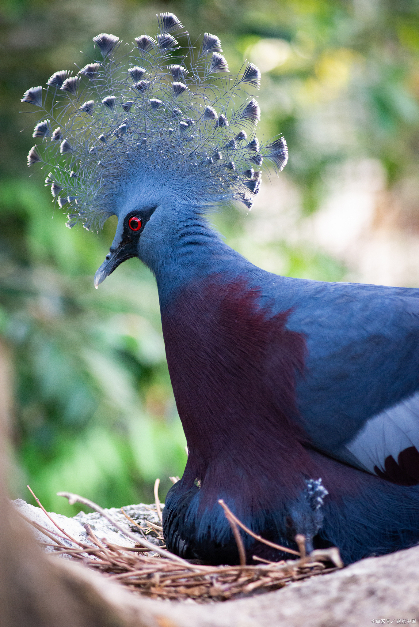 新几内亚的维多利亚冠鸽(goura victoria)与它的近亲岩鸽