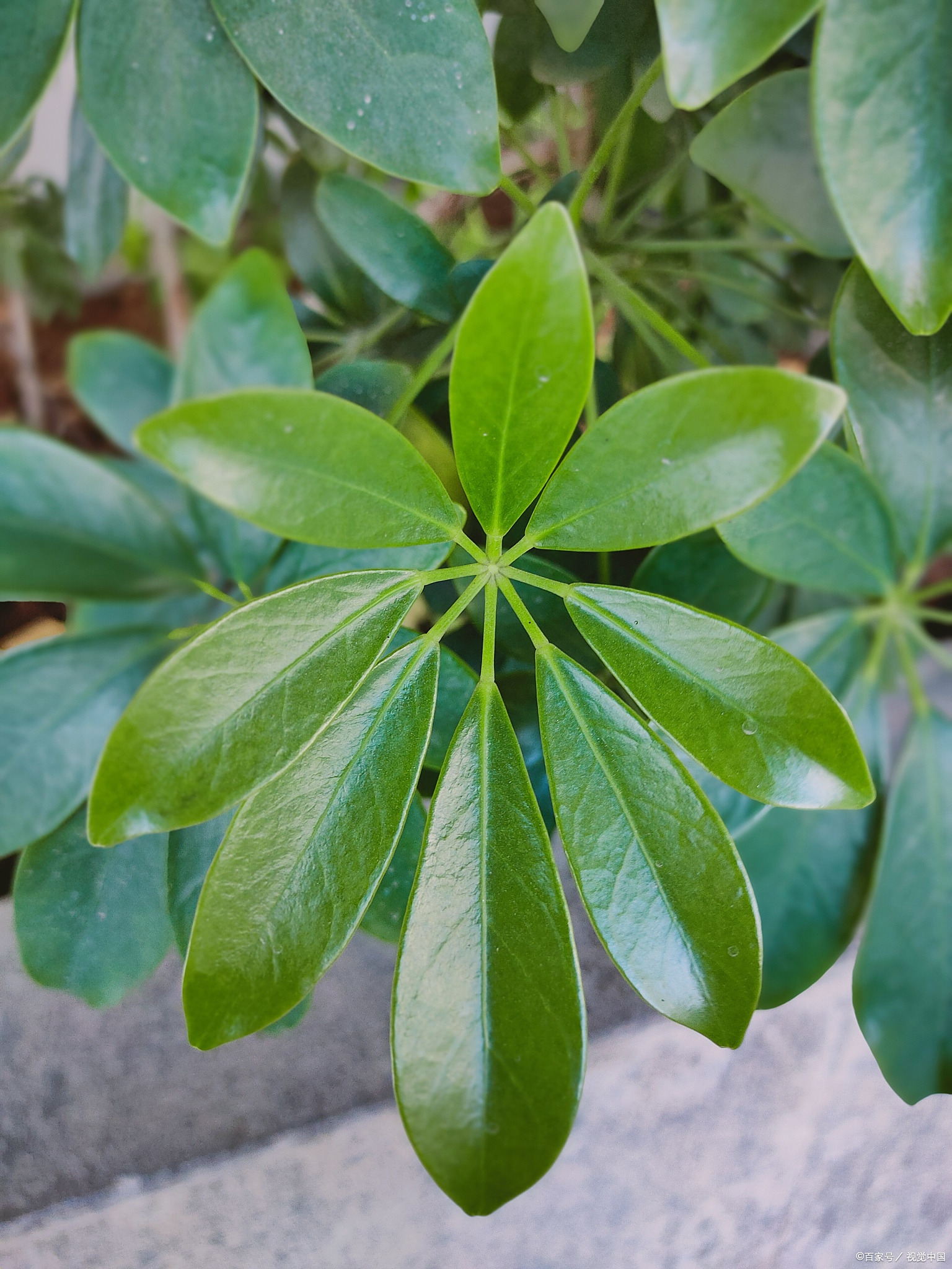 鹅掌柴,是一种常见的室内植物,也被称为鸭掌木,大叶伞,鸭掌木等.