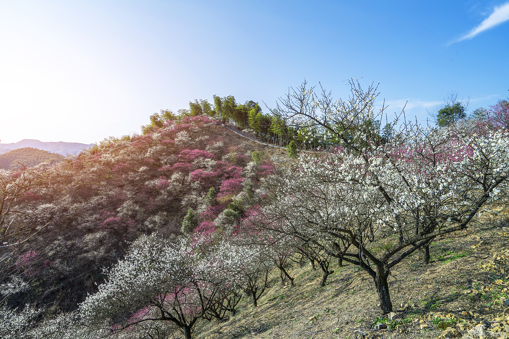 江苏省南京市的梅花山,以其盛放的梅花而闻名于世.