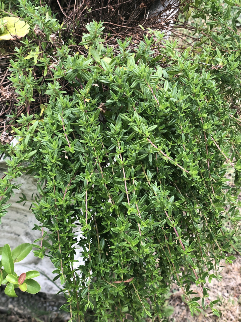 味道如冰糖,老人称为"降糖草",用来煮水好处多,对糖尿病有奇效  立冬