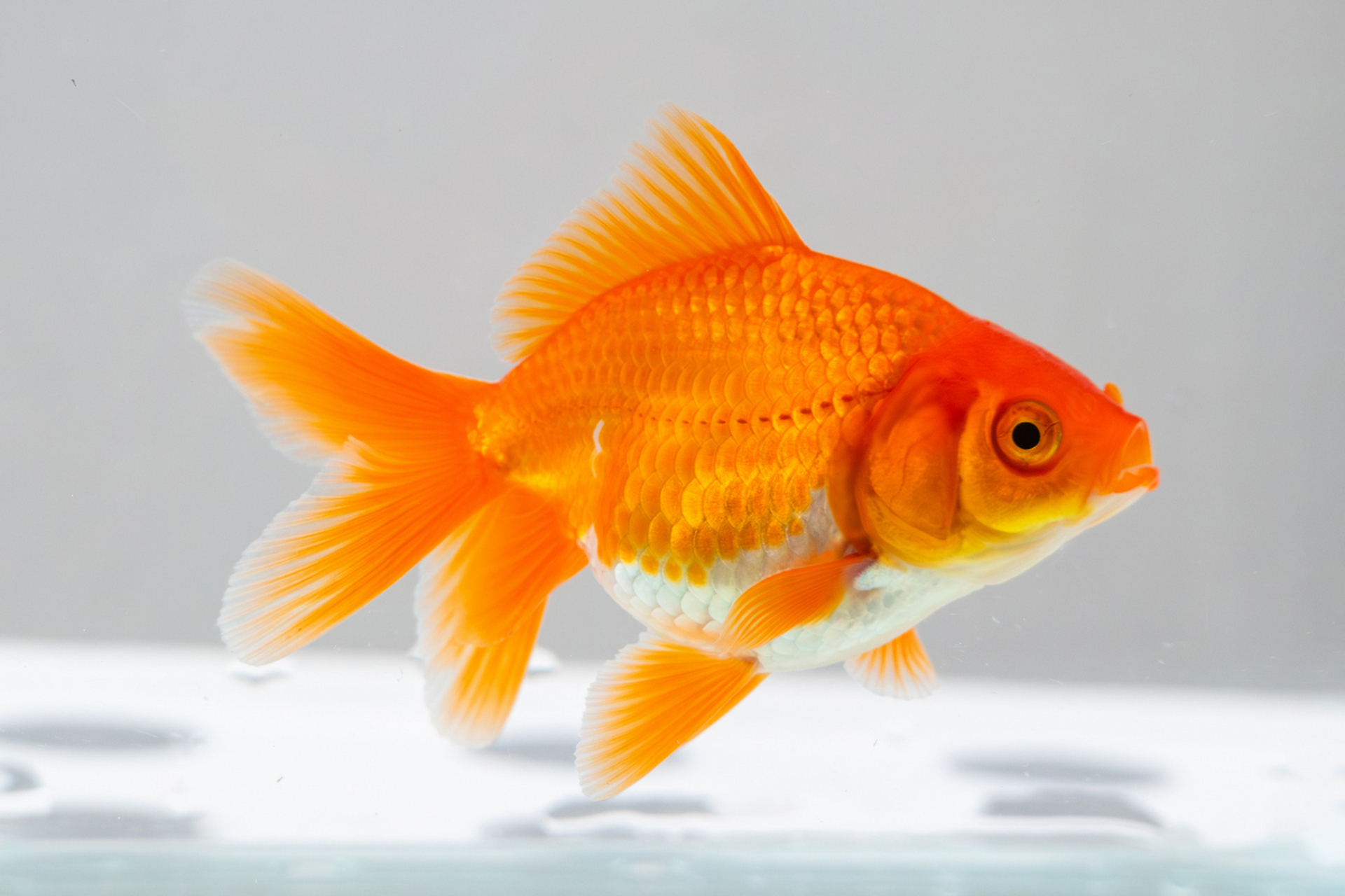 [原文:家养草金鱼会自