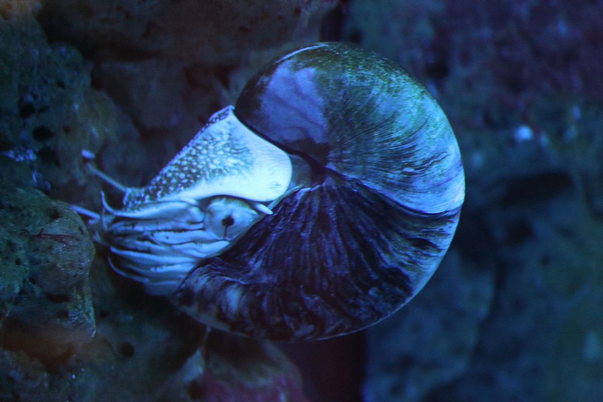 玻璃乌贼是深海中的一种美丽而危险的生物,身体透明如玻璃,具有强大的