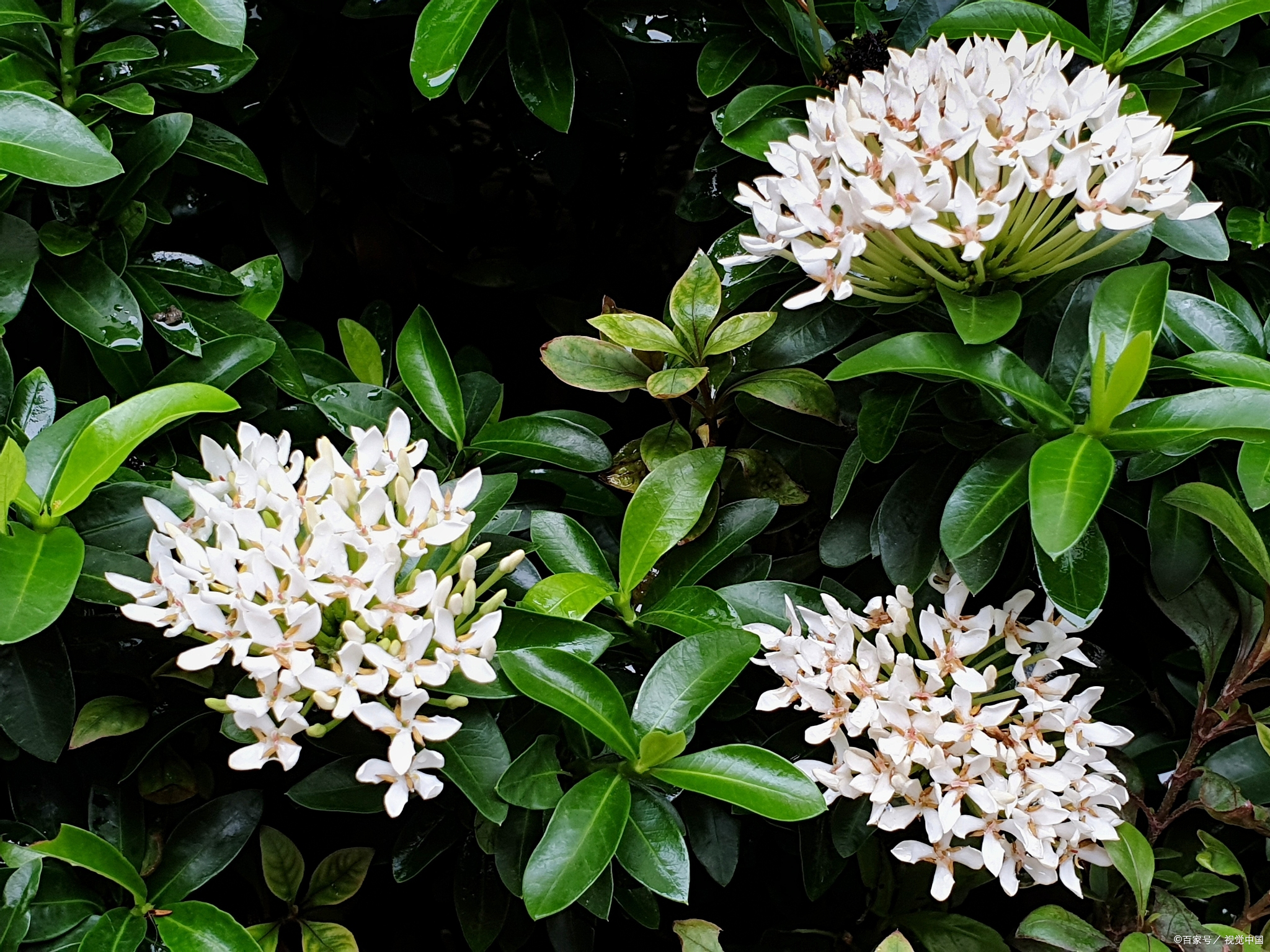 非洲茉莉什么时候开花