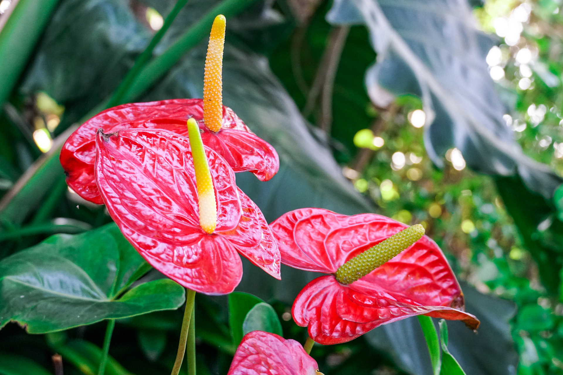 火鹤花,又称为红掌,花烛.