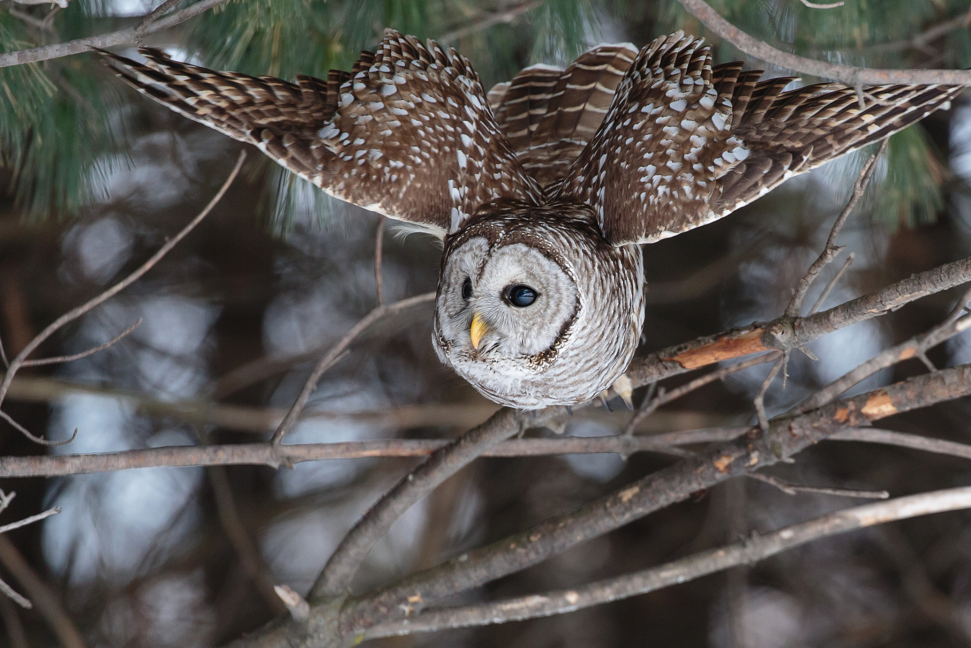 横斑林鸮威胁西部本地猫头鹰生存,需要共同的努力和参与解决这个问题