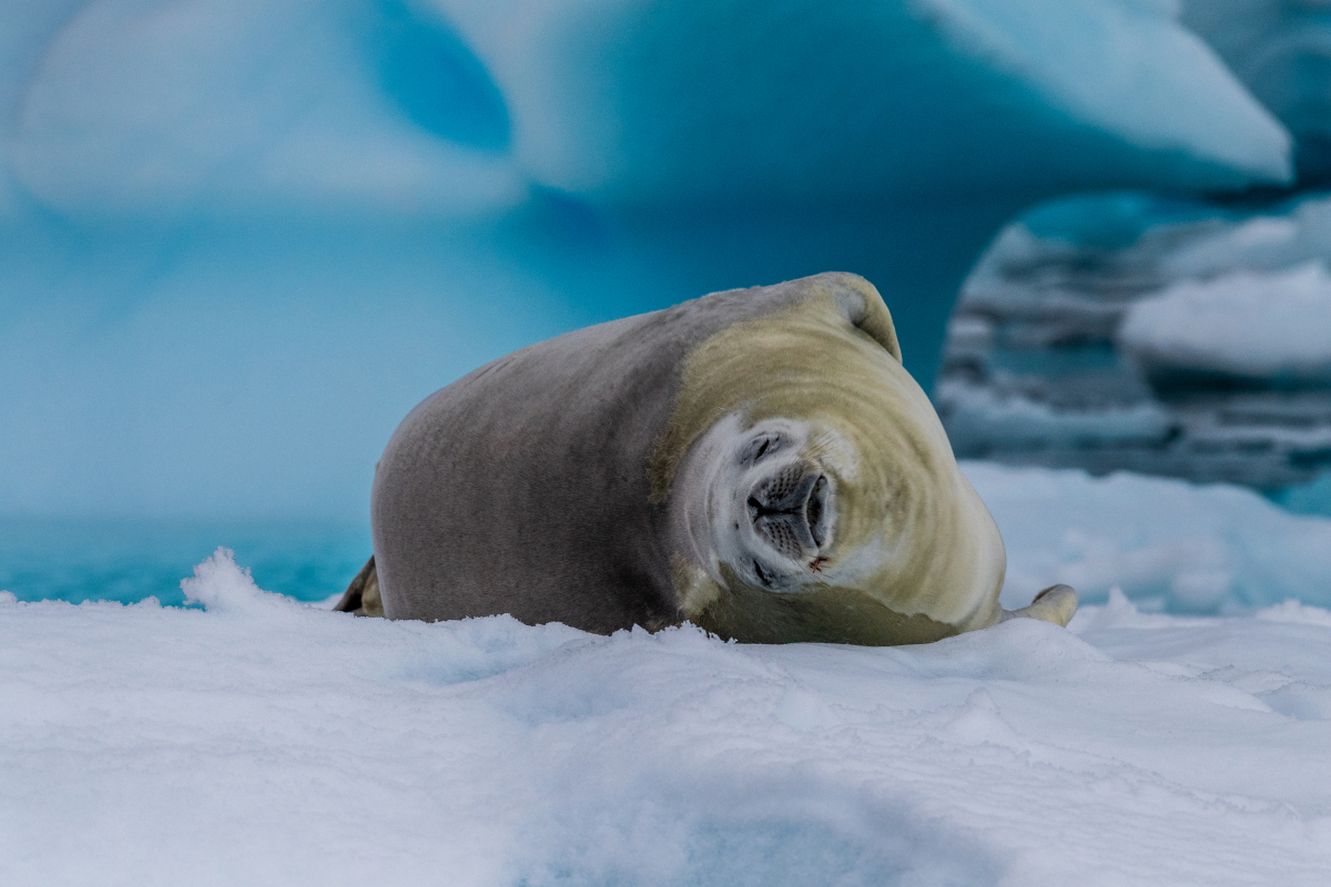 海象生活在北极,以海洋生物为食;海豹分布广泛,食物多样;海狮生活北
