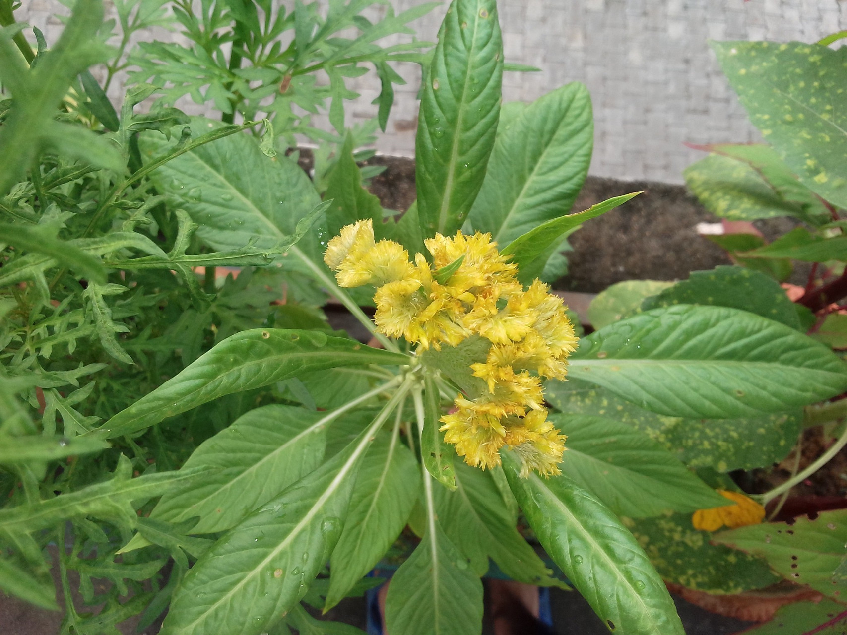 每天识一中草药丨黄连 别名味连,川连,鸡爪连等,黄连属于多年生草本