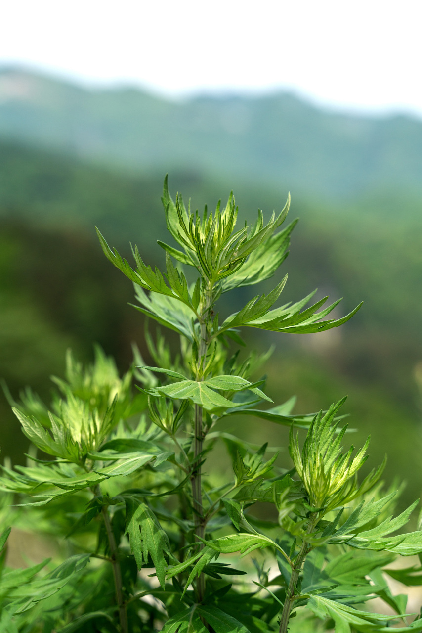 艾草适应能力较强,分布范围广泛.