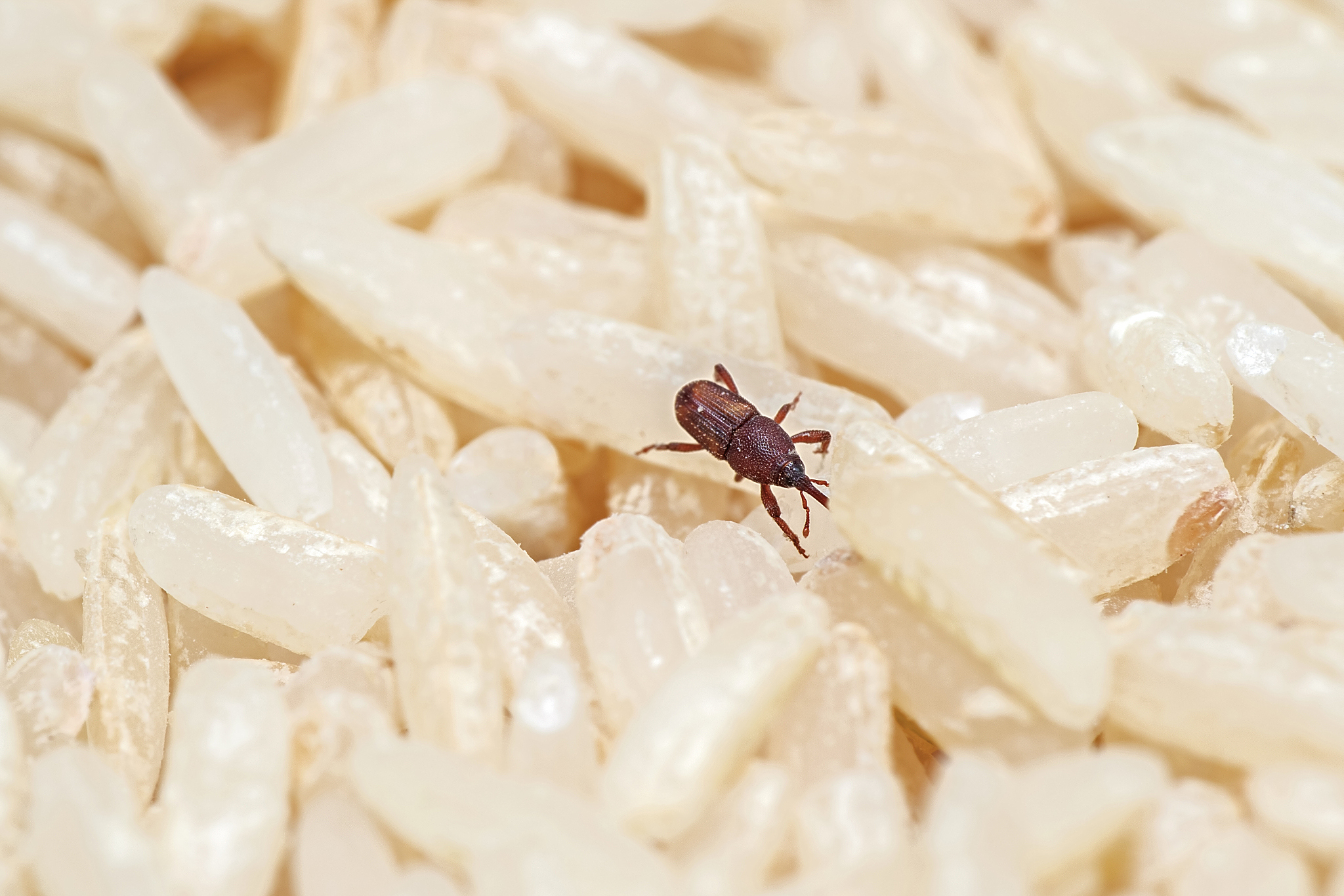 别让大米成了虫的温床!