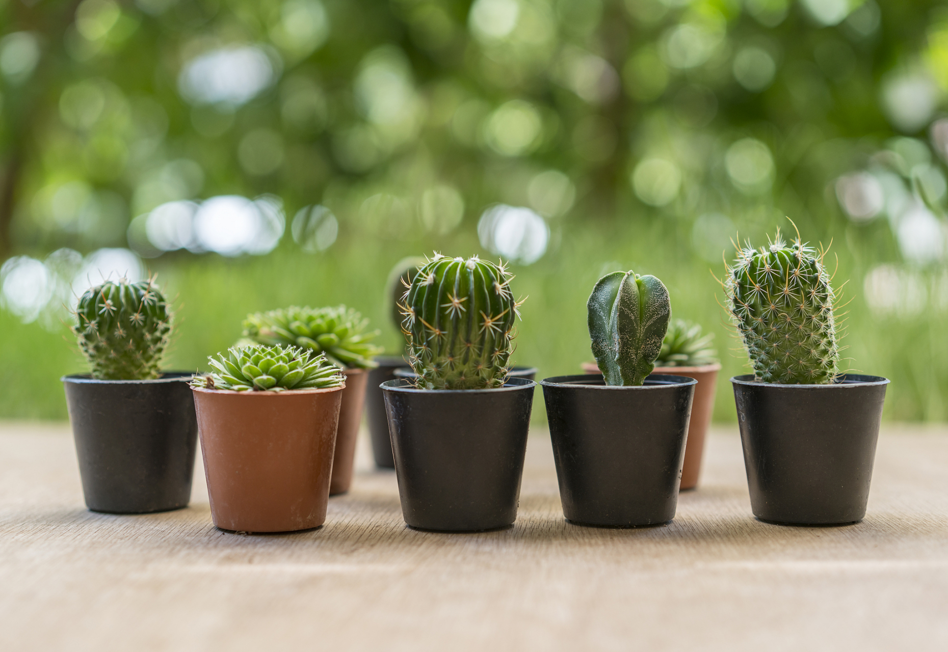 仙人掌是一种多肉植物,又叫仙巴掌,牛舌头,火焰等,通常生长在干燥和