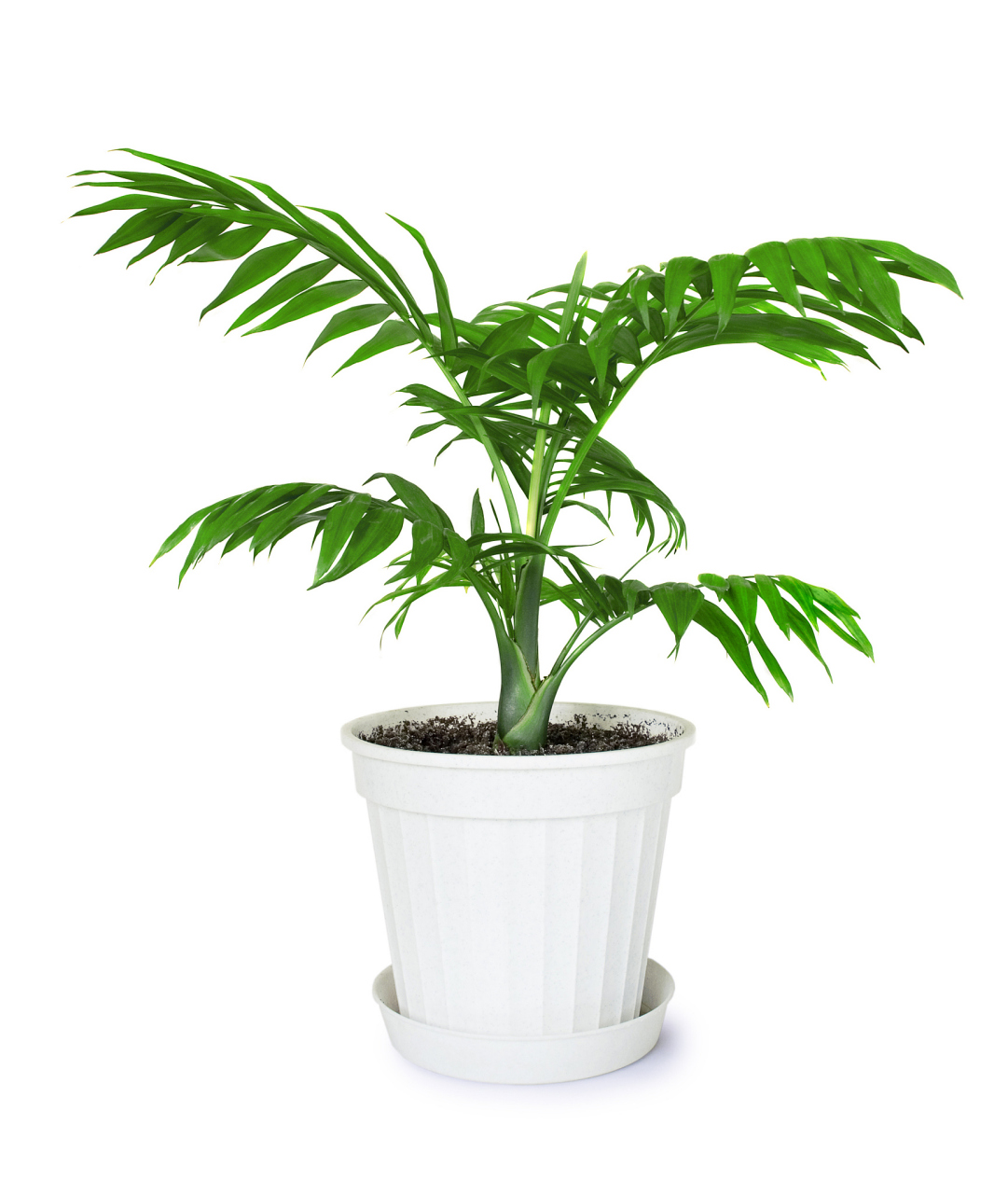 富贵椰子,是一种热带植物,通常用于室内和室外装饰,因其华丽的叶片和