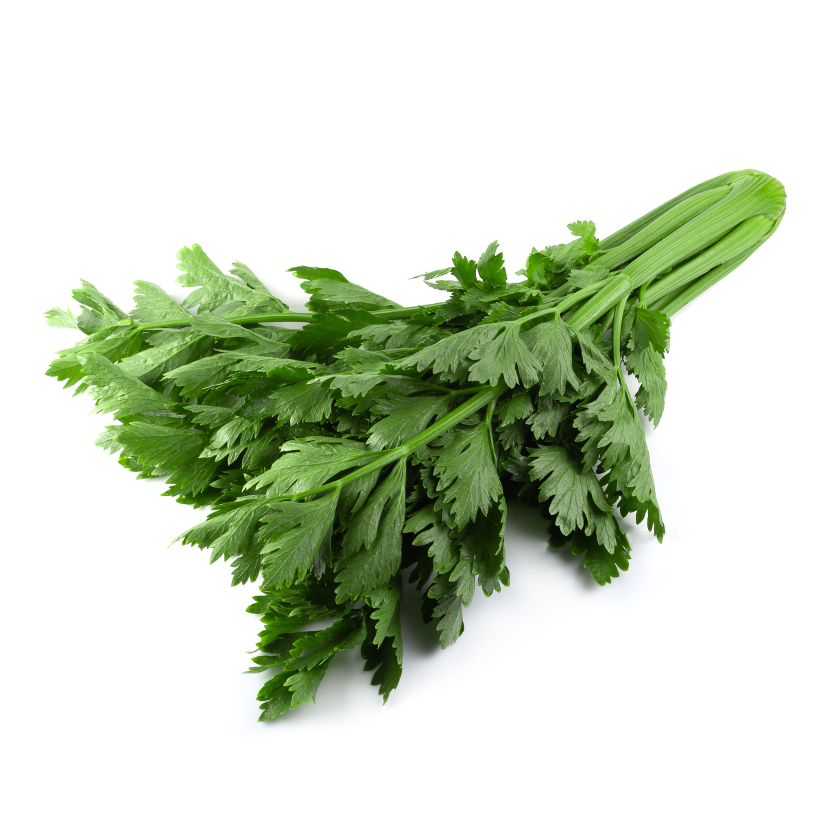 马家沟芹菜今冬提价“航马2号”298元斤