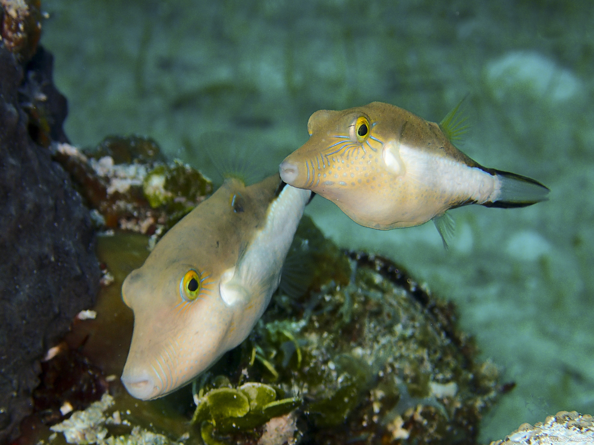 新手养河豚应该选择哪种品种?