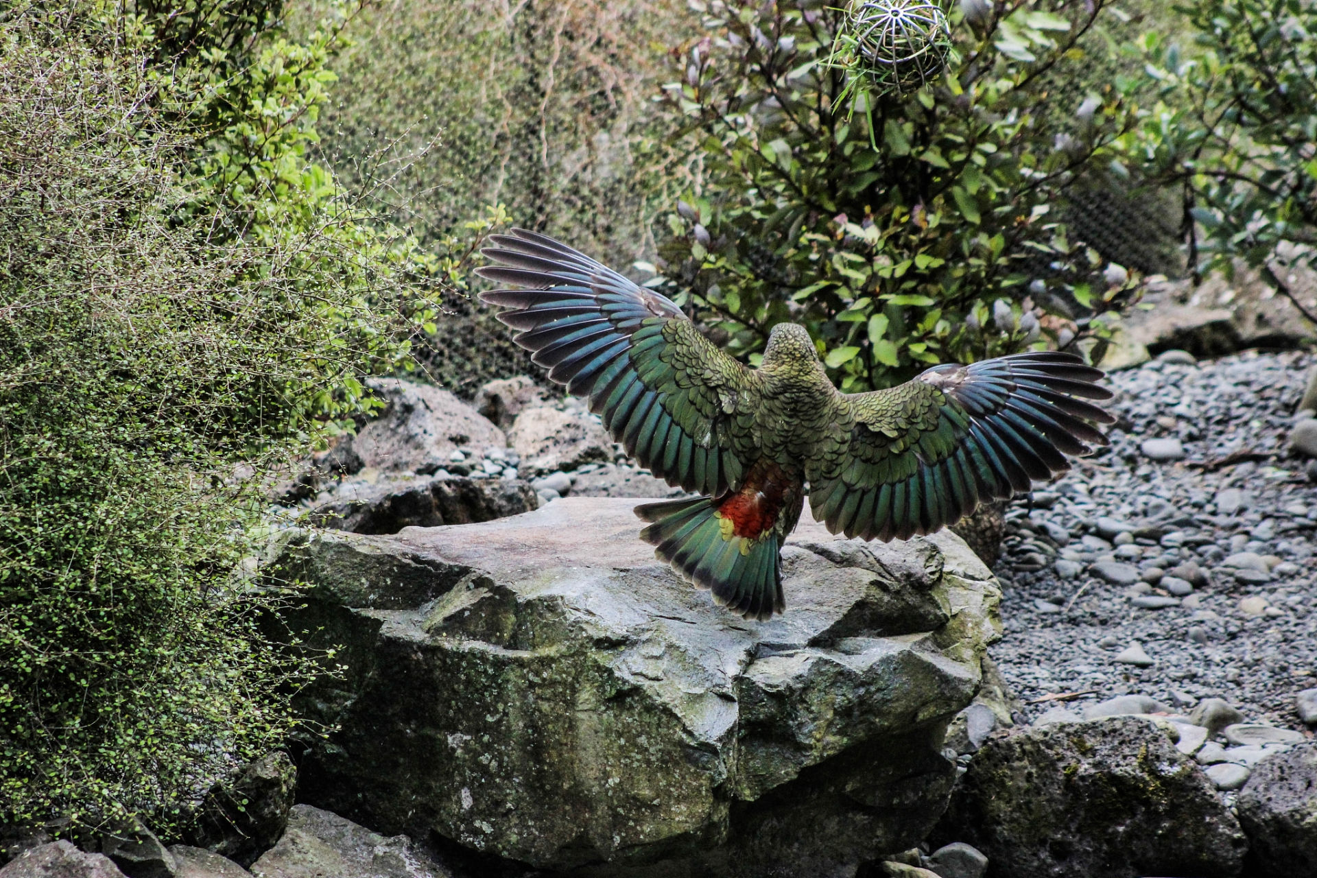 摘要:虎头凤母鸟因其神秘外形和独特鸣声引发人们浓厚兴趣.