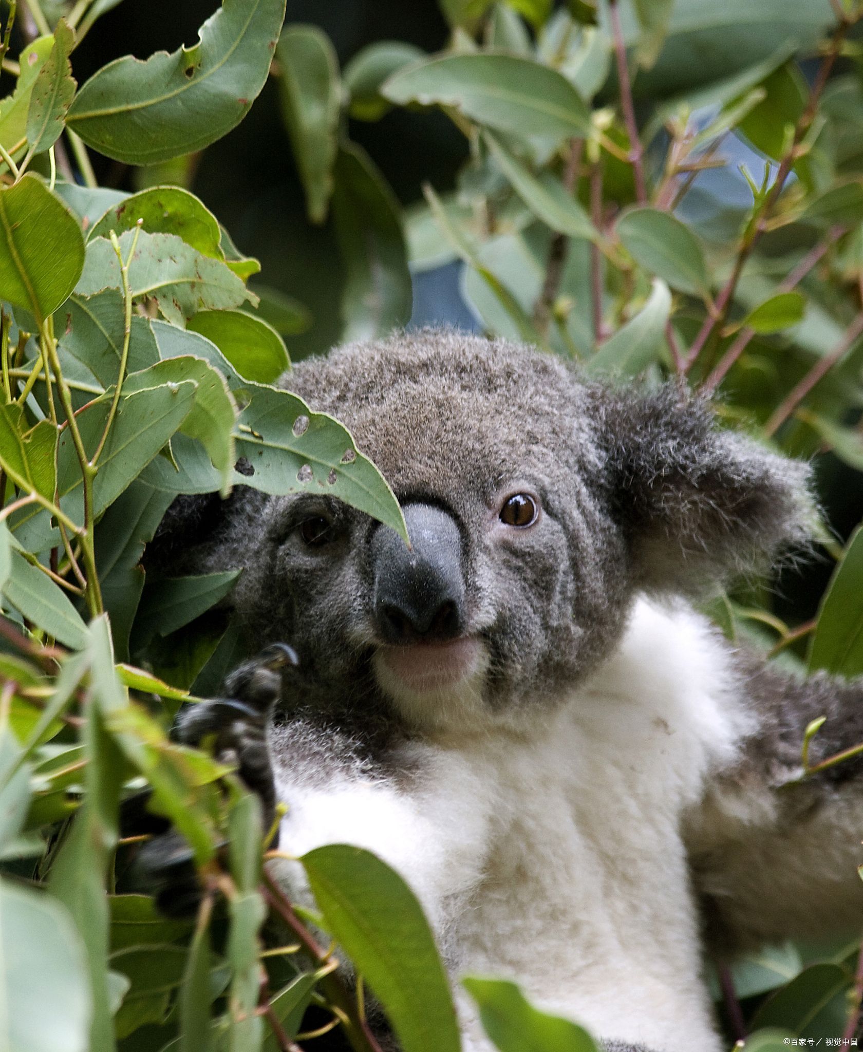 考拉的大部分时间都在树上度过