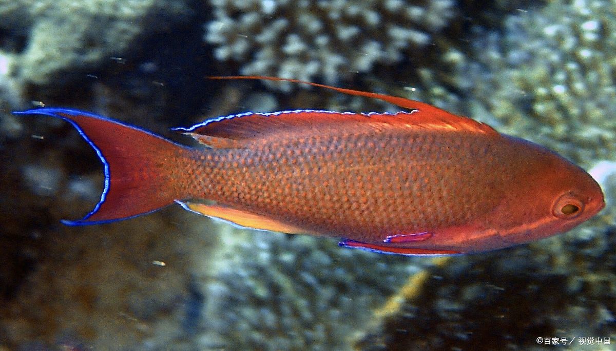 红鲫鱼的正确养法