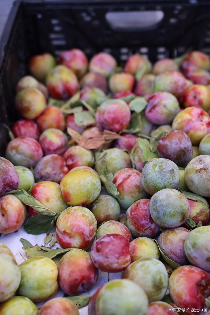 李子是高糖还是低糖水果?