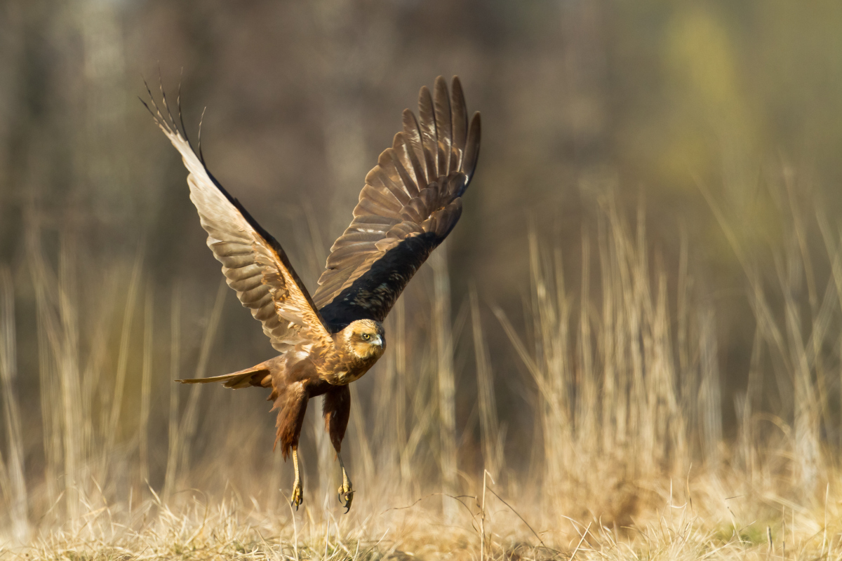 回顾北方空中霸主非常怕热经常低空快速飞行长矛猎鹰有什么特别