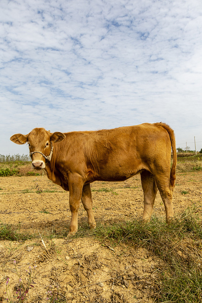 为什么"黄牛"无法消亡?