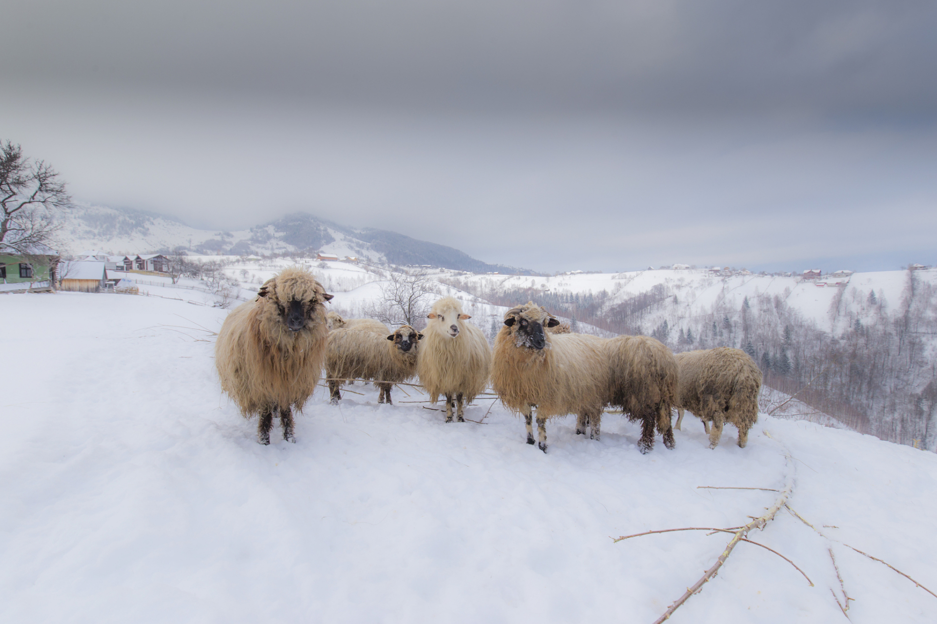 李娟的《冬牧场》是我看过的感觉最好的一本书.