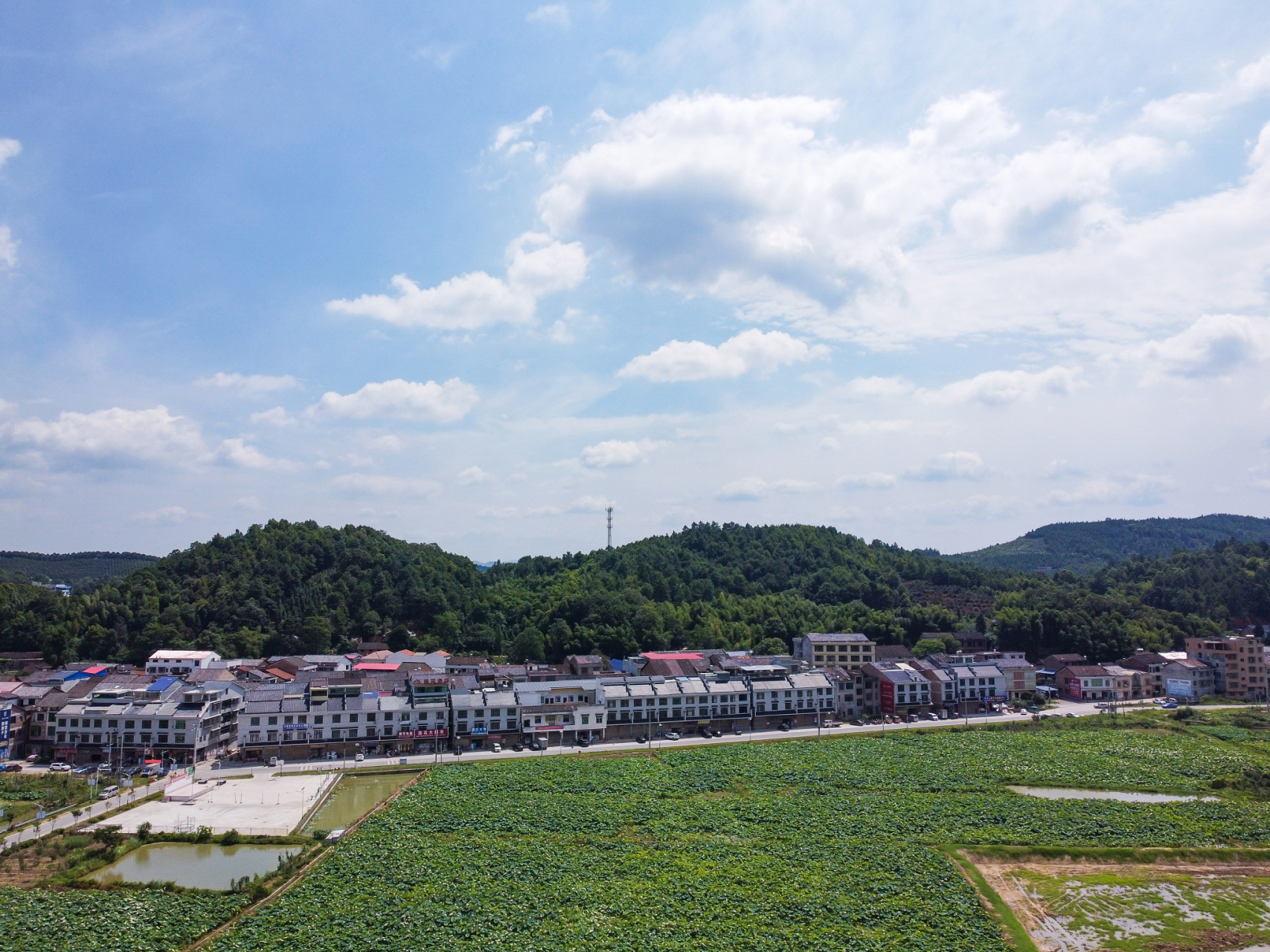 泰和麻洲 麻洲位于泰和县城南面塘洲镇朱家村赣江边,又称金滩古林