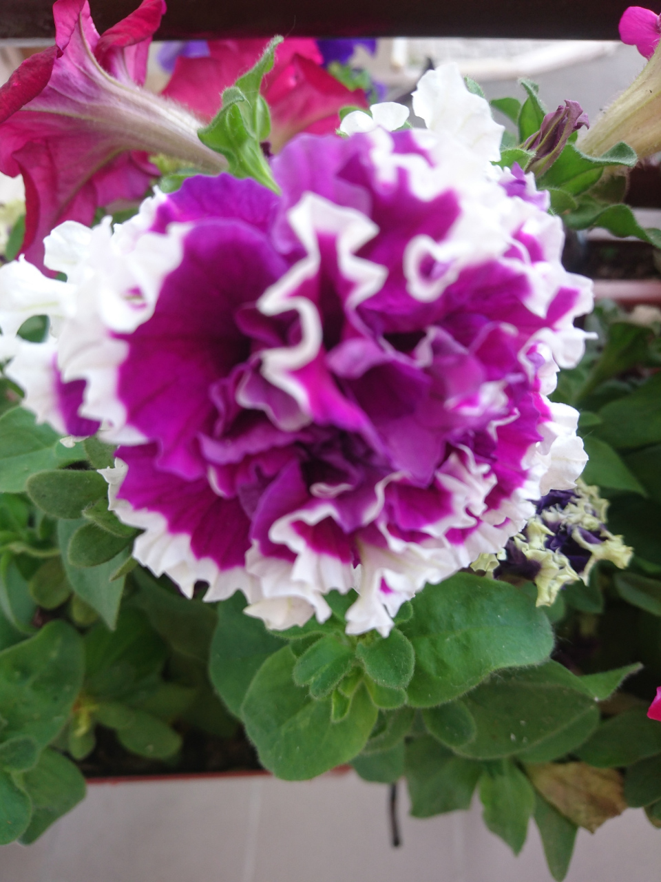 春季,是芹叶牡丹的主要花期,此时的花色格外艳丽,犹如一幅五彩斑斓的