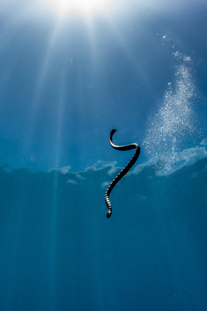 海蛇经常避开人类,但在交配季节的某个时候,它们变得非常活跃并接近