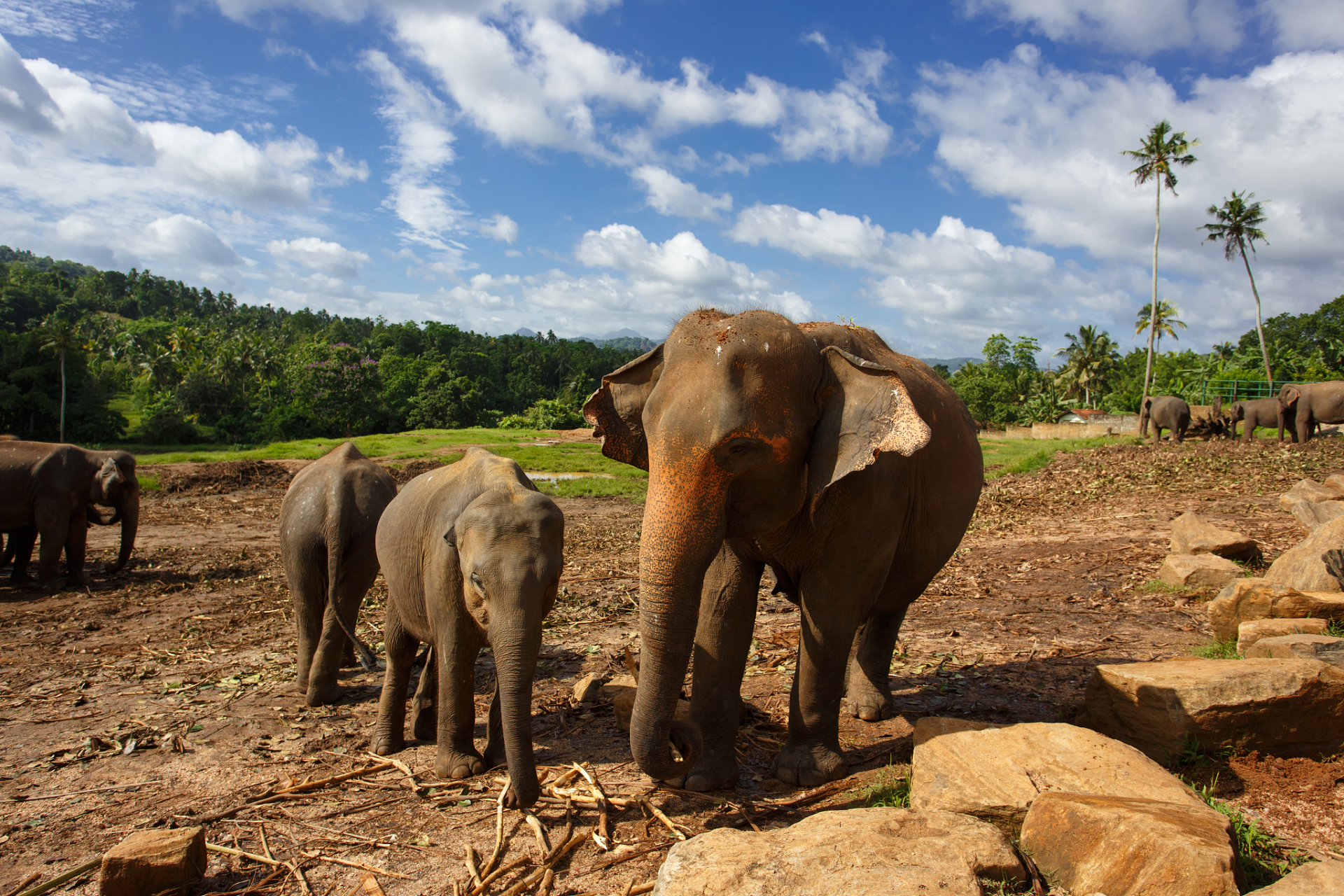 原来,这头大象是野生亚洲象,它们在云南西双版纳的栖息地正受到威胁.