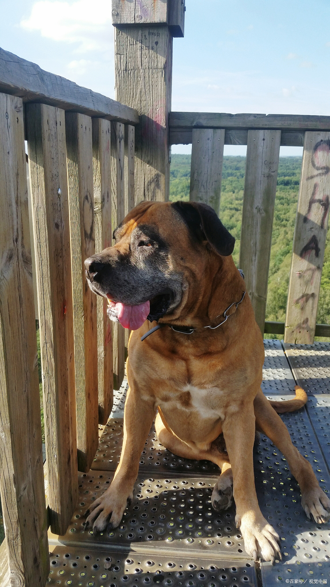 土佐犬是一种体型健壮,勇敢,忠诚的日本犬种,以其对主人忠诚,勇猛善战