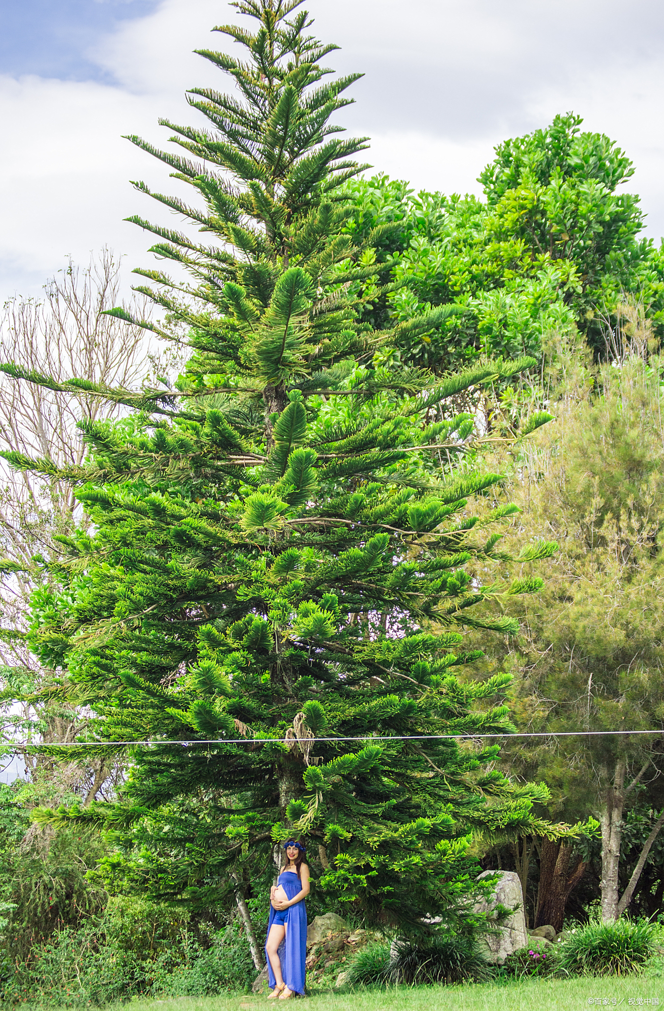 松树,有人觉得是背阴长的,其实它需要光合作用,少了阳光就会长不大