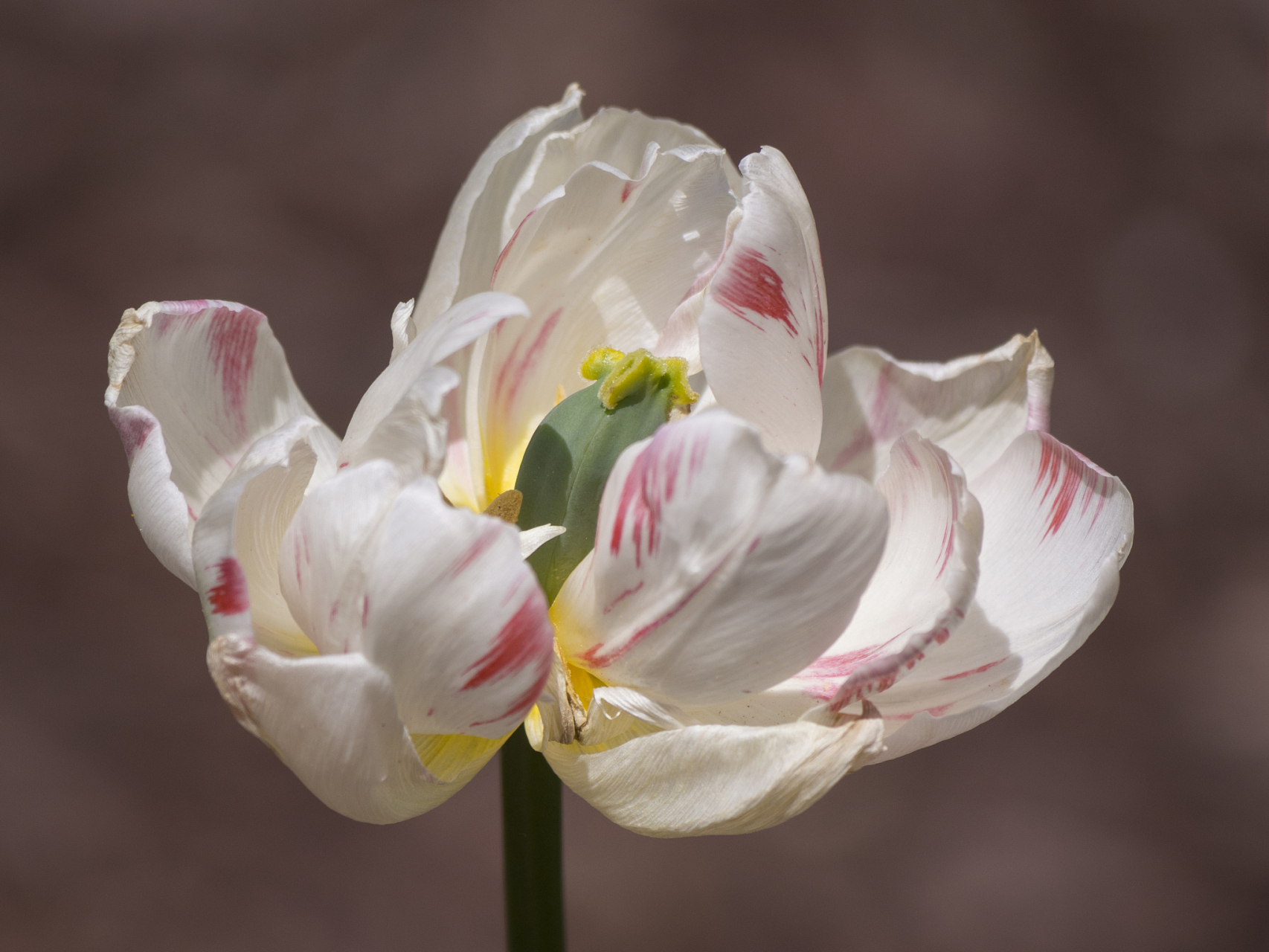 摘要: 判断花的雌蕊心皮数量需要观察花的基本结构,子房的形态和分叶