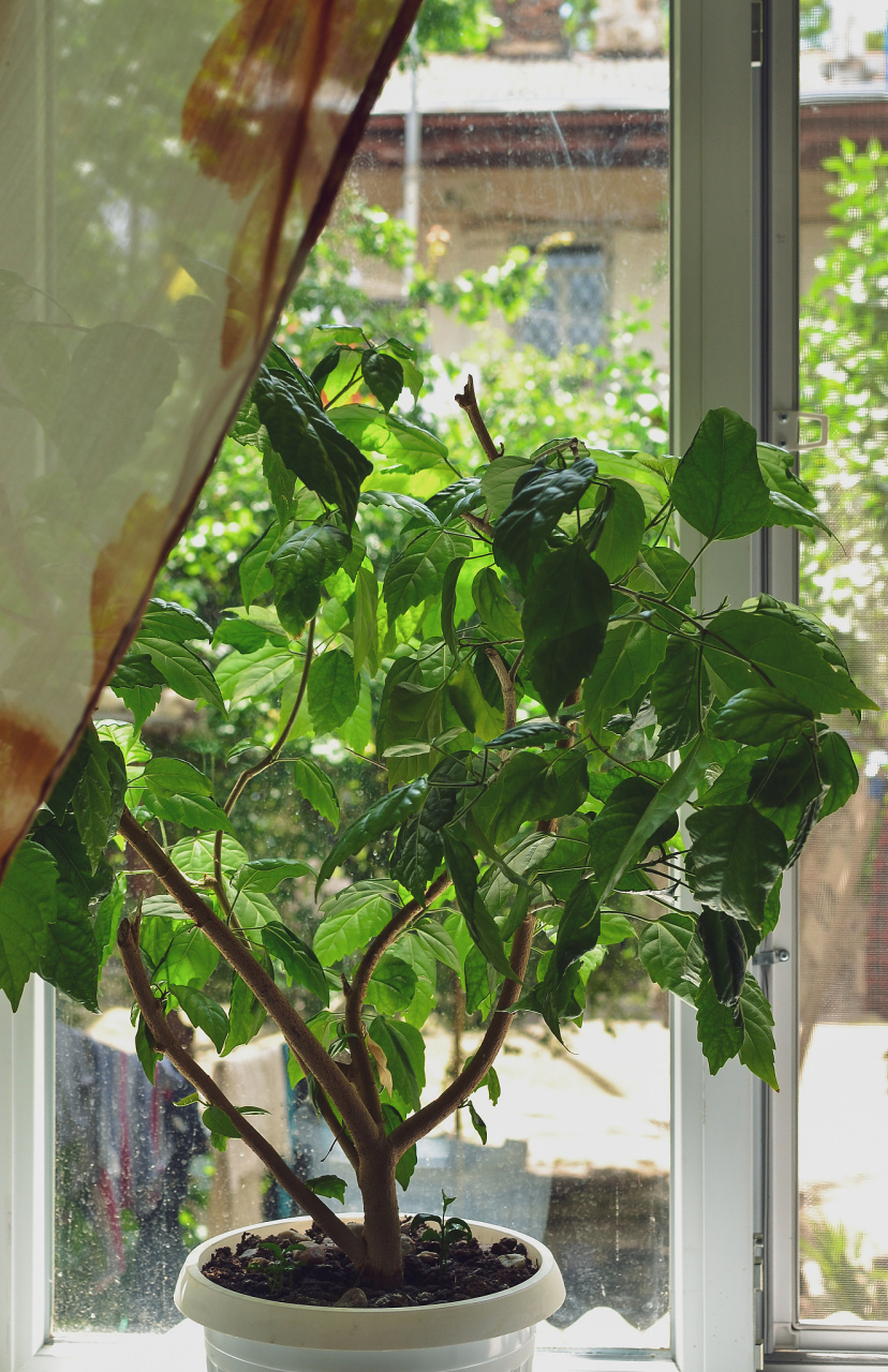 在选择窗前的种植树种时,我们需要考虑一些因素.