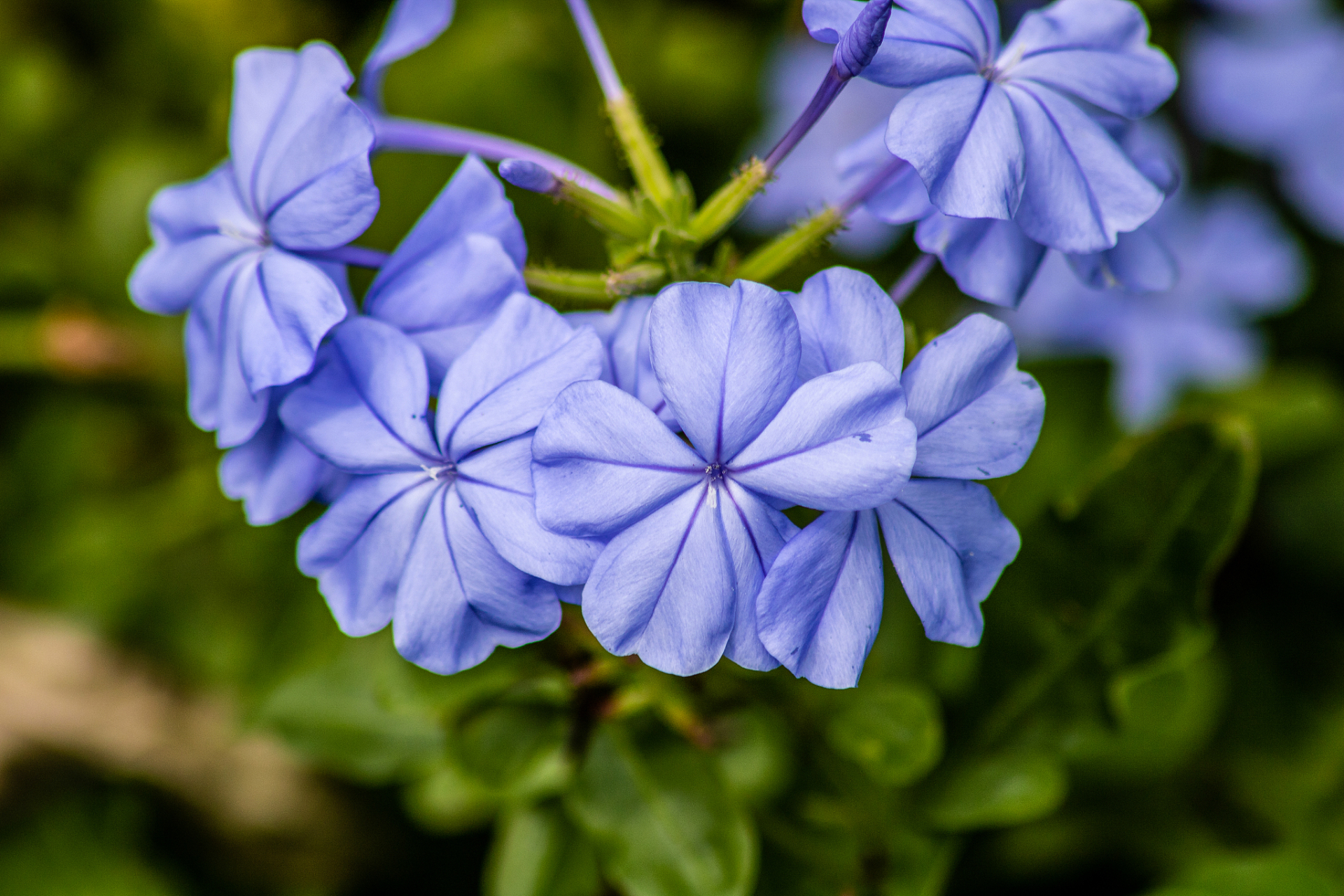 蓝雪花,又称角柱花,蓝花丹,山灰柴等,是一种美丽的多年生直立草本植物