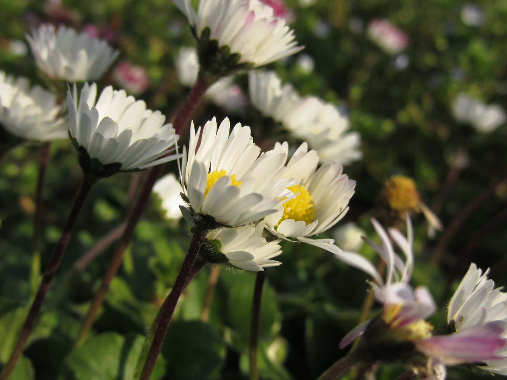 白凤菊的养殖需要使用疏松,排水良好的土壤,每天浇水并注意不要积水