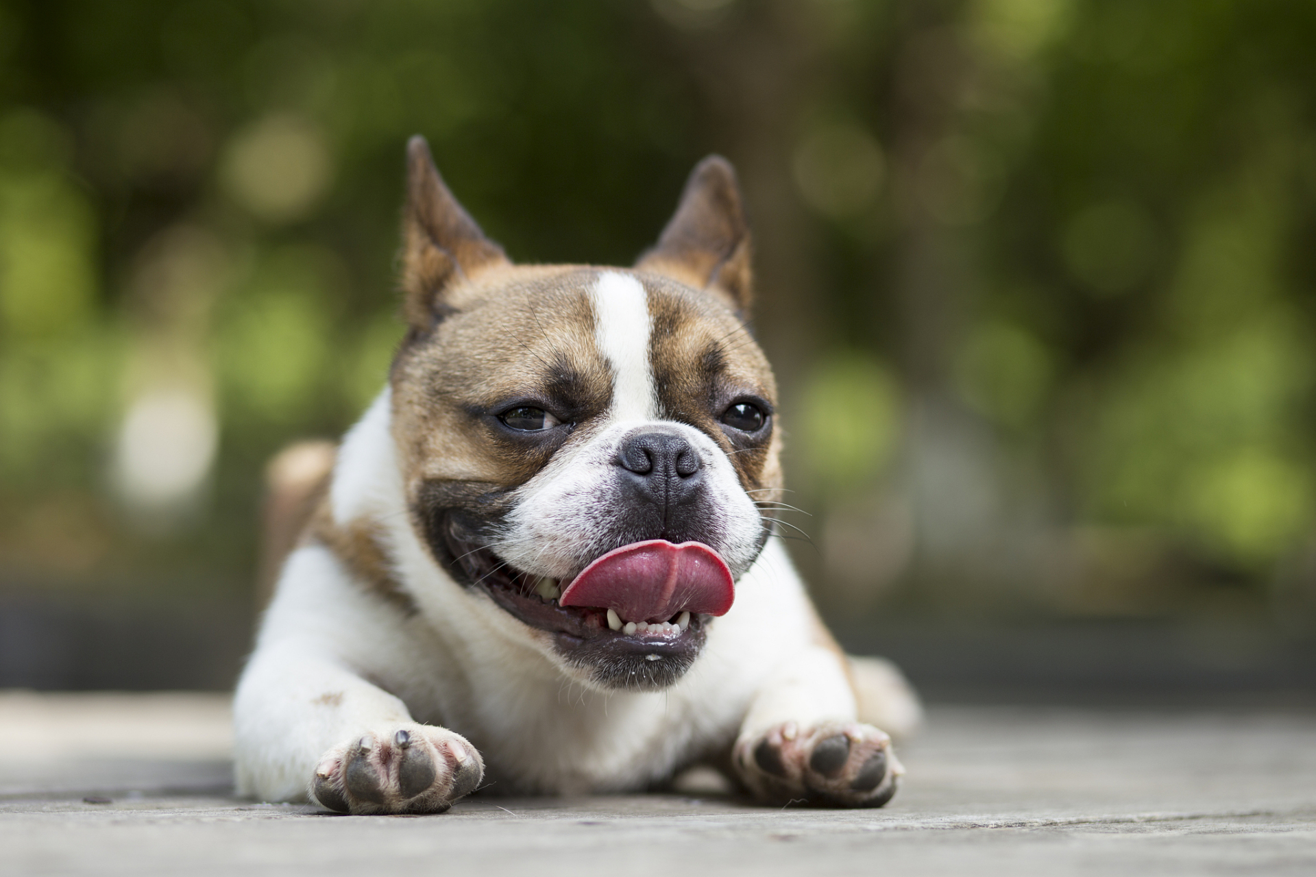 如果你感到悲伤或疲惫,你的狗狗会知道.