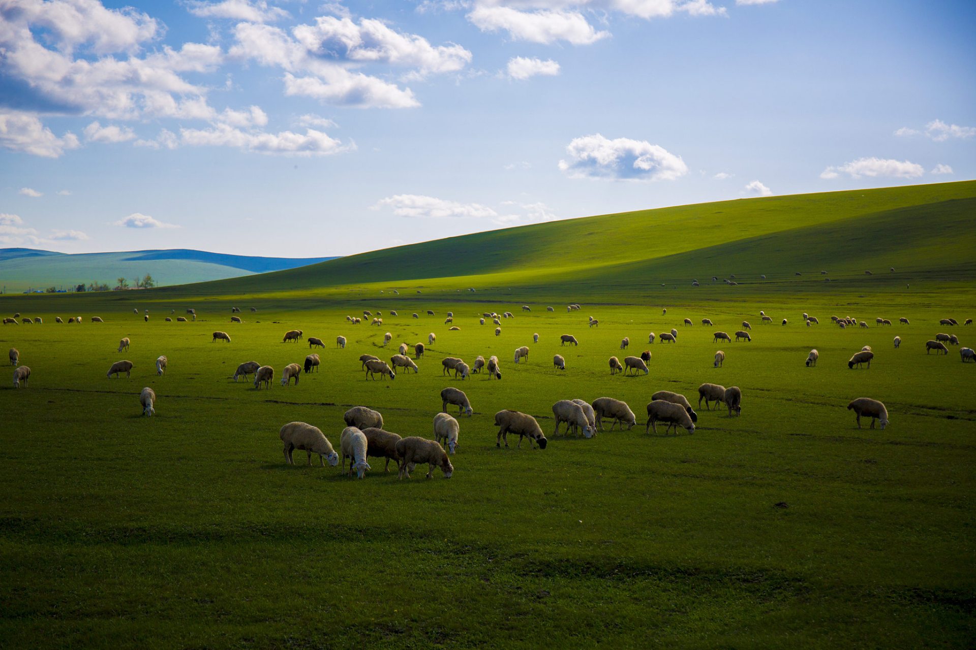 如果您即向往在草原奔腾,又没有太长的假期,那么,就去河北坝上草原吧